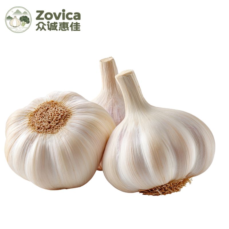Fresh Garlic